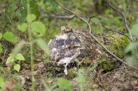 Old stump in the forest. Close-up. Selective focus. Stock Photos