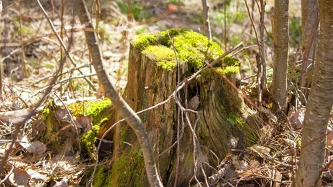 An old stump in the forest covered in moss, a dried-up stump  wild, animation Stock Footage 316890687