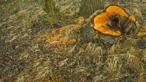 Old stump in the forest Vídeo Stock 80815319