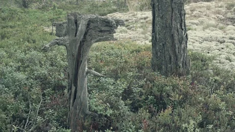 Old stump in a forest Stock Footage 89394295