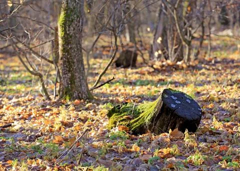 Old stump in forest Stock Photos