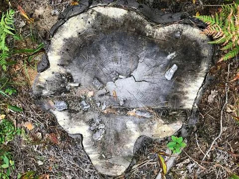 An old stump in the forest. Stock Photos