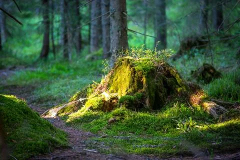 Old stump in forest Stock Photos