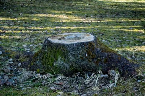 Old stump in the forest Stock Photos