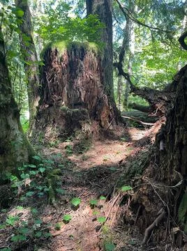 An old stump in the forest Foto stock