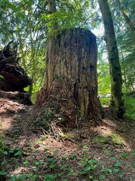 An old stump in the forest Stock Photos