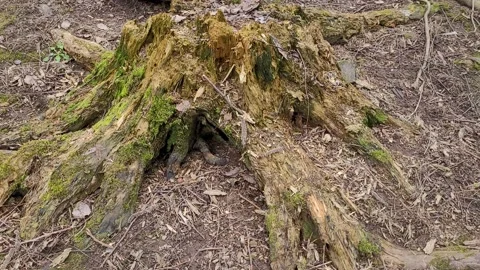 Old stump in the forest in spring Video stock 187556798