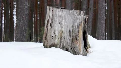 Old stump in the forest in winter. Ancient stump in winter in the forest. Stock Footage 170794609