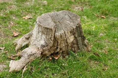 Old stump in the grass Stock Photos