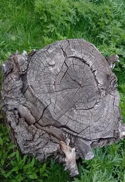 Old stump in the grass Stock Photos