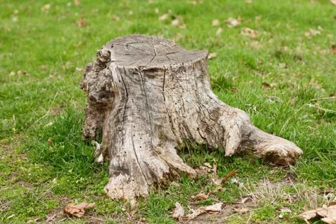 Old stump in green grass in spring Stock Photos