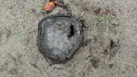 Old stump on the ground, close-up Video stock 306159515