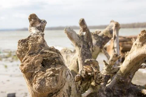 Old stump out of the water Stock Photos
