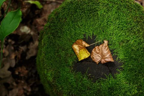 Old stump overgrown with moss Stock Photos