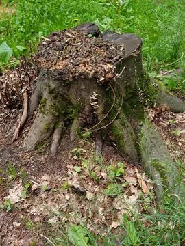 Old stump in the park Stock Photos