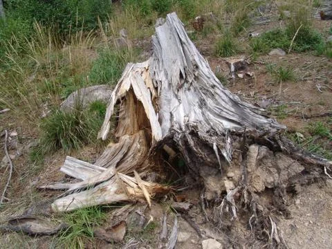 Old stump Stock Photos
