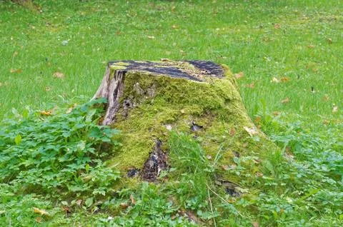 An old stump Stock Photos