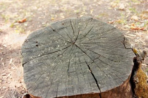 Old stump Stock Photos