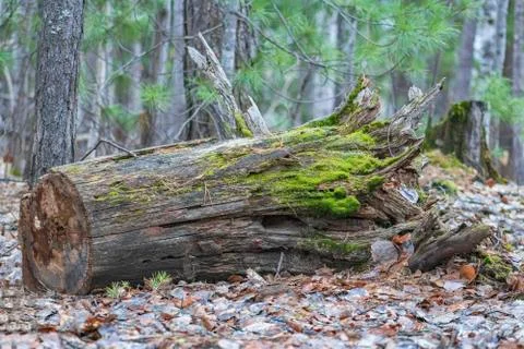Old stump. Stock Photos