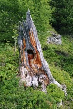 Old stump. Stock Photos
