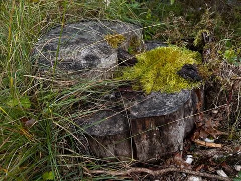 An old stump in a pine forest. Above is moss and around grass, dry leaves Stock Photos
