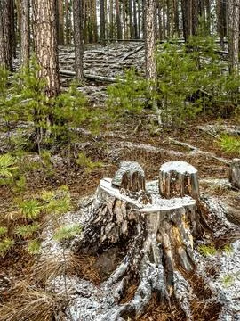 Old stump in a pine forest covered with the first snow Stock Photos