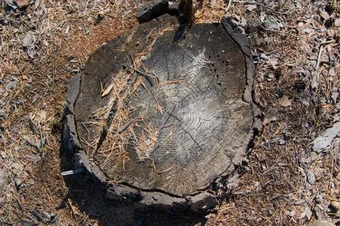 Old stump in plan view Stock Photos