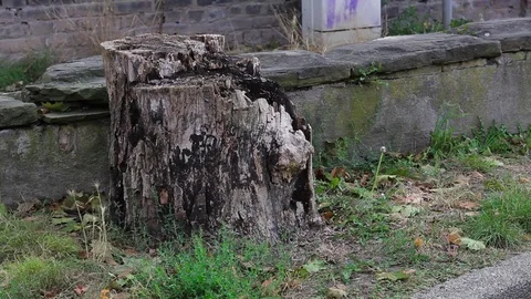 Old stump on the roadside Stock Footage 73446583