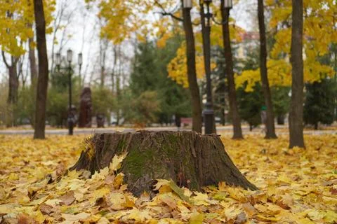 An old stump of a sawn tree with fallen yellow maple leaves on the ground i.. Foto stock