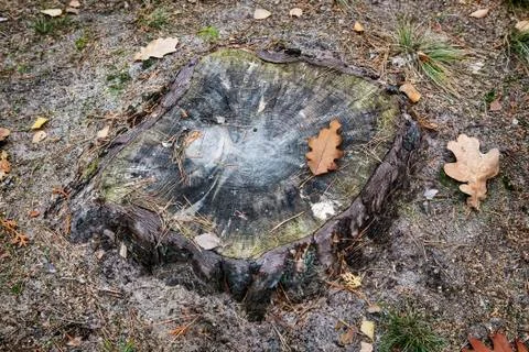 Old stump of a sawn tree trunk. Stock Photos