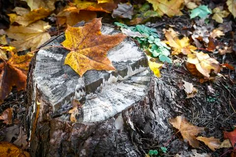 Old stump of a sawn tree trunk. Stock Photos