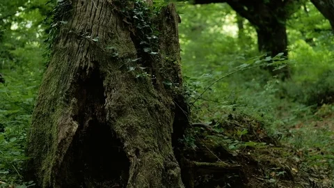Old stump in the summer forest covered with moss with large roots. Stock Footage 84057343