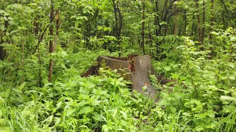 Old stump in the summer forest. Fresh green grass. Video stock 130792474
