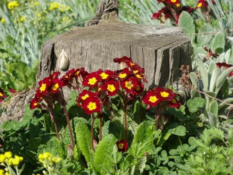 Old Stump surrounded with flowers Stock Photos