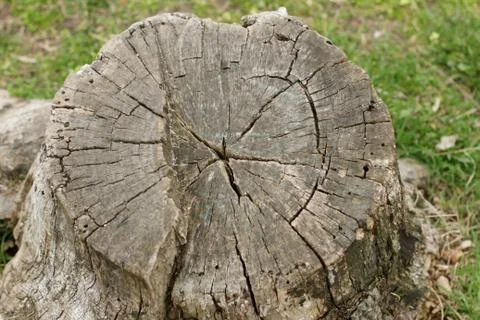 Old stump top view Stock Photos