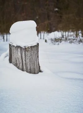 Old stump under a snow cap in the forest, winter theme, snow-covered meadow. Stock Photos
