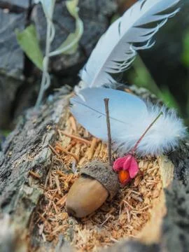 An old stump under the tree on which the birds live Stock Photos