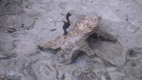 Old stump under water Stock Footage 234389309