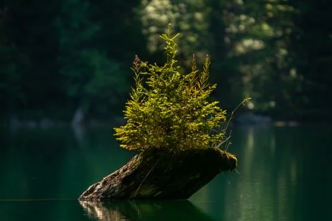 An old stump in the water with a sapling tree on it Stock Photos