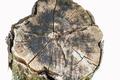 Old stump wood Stock Photos