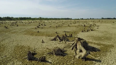 Old stumps on apocalyptic dry lake. Aerial Stock Footage
