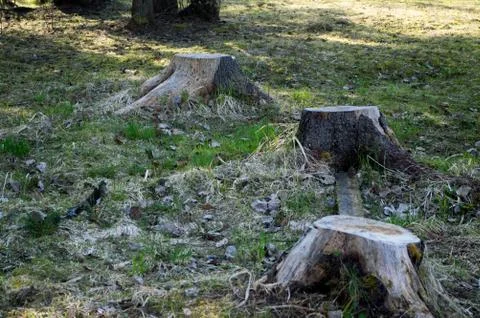 Old stumps in the forest Stock Photos