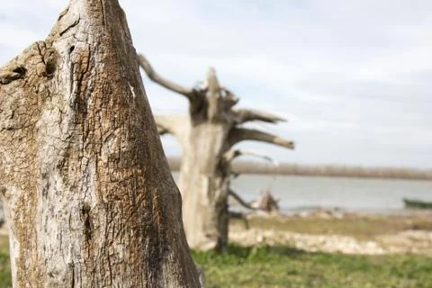 Old stumps Stock Photos