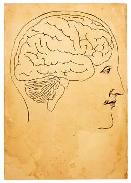 Old style head and brain illustration Stock Illustration
