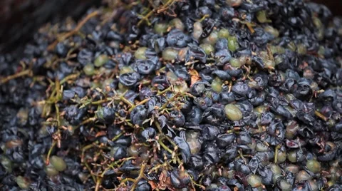 Old Style Making Wine, Grapes Being Pressed To Create Must and Pomace Vidéo 8834980