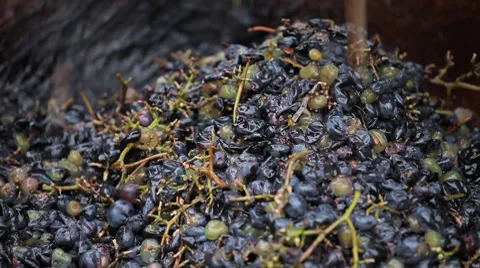 Old Style Making Wine, Grapes Being Pressed To Create Must and Pomace Видео 8834990