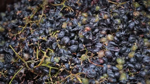 Old Style Making Wine, Grapes Being Pressed To Create Must and Pomace Stock-Footage 8835006