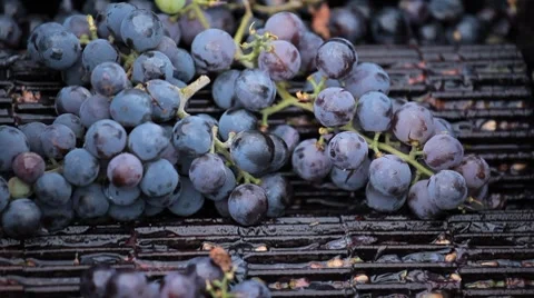 Old Style Making Wine, Grapes Being Pressed To Create Must and Pomace Stockbeeldmateriaal 8835437