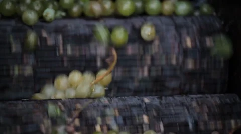 Old Style Making Wine, Grapes Being Pressed To Create Must and Pomace Vidéo 8835459