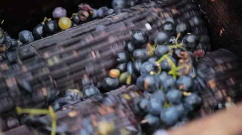 Old Style Making Wine, Grapes Being Pressed To Create Must and Pomace 스톡 동영상 8835461